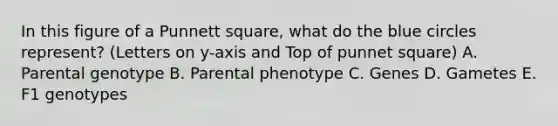 In this figure of a Punnett square, what do the blue circles represent? (Letters on y-axis and Top of punnet square) A. Parental genotype B. Parental phenotype C. Genes D. Gametes E. F1 genotypes
