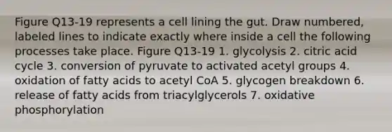 Figure Q13-19 represents a cell lining the gut. Draw numbered, labeled lines to indicate exactly where inside a cell the following processes take place. Figure Q13-19 1. glycolysis 2. citric acid cycle 3. conversion of pyruvate to activated acetyl groups 4. oxidation of fatty acids to acetyl CoA 5. glycogen breakdown 6. release of fatty acids from triacylglycerols 7. oxidative phosphorylation