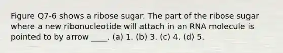 Figure Q7-6 shows a ribose sugar. The part of the ribose sugar where a new ribonucleotide will attach in an RNA molecule is pointed to by arrow ____. (a) 1. (b) 3. (c) 4. (d) 5.