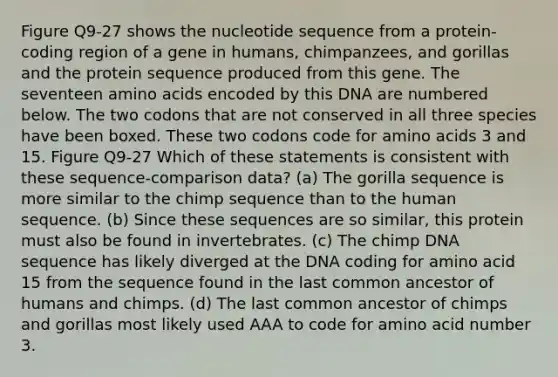 Figure Q9-27 shows the nucleotide sequence from a protein-coding region of a gene in humans, chimpanzees, and gorillas and the protein sequence produced from this gene. The seventeen amino acids encoded by this DNA are numbered below. The two codons that are not conserved in all three species have been boxed. These two codons code for amino acids 3 and 15. Figure Q9-27 Which of these statements is consistent with these sequence-comparison data? (a) The gorilla sequence is more similar to the chimp sequence than to the human sequence. (b) Since these sequences are so similar, this protein must also be found in invertebrates. (c) The chimp DNA sequence has likely diverged at the DNA coding for amino acid 15 from the sequence found in the last common ancestor of humans and chimps. (d) The last common ancestor of chimps and gorillas most likely used AAA to code for amino acid number 3.