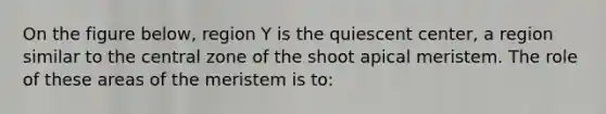 On the figure below, region Y is the quiescent center, a region similar to the central zone of the shoot apical meristem. The role of these areas of the meristem is to: