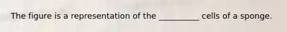 The figure is a representation of the __________ cells of a sponge.