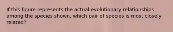 If this figure represents the actual evolutionary relationships among the species shown, which pair of species is most closely related?