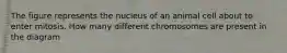 The figure represents the nucleus of an animal cell about to enter mitosis. How many different chromosomes are present in the diagram