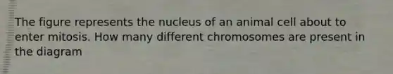 The figure represents the nucleus of an animal cell about to enter mitosis. How many different chromosomes are present in the diagram