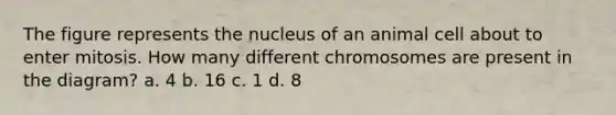 The figure represents the nucleus of an animal cell about to enter mitosis. How many different chromosomes are present in the diagram? a. 4 b. 16 c. 1 d. 8