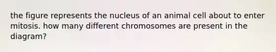 the figure represents the nucleus of an animal cell about to enter mitosis. how many different chromosomes are present in the diagram?