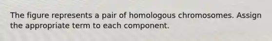 The figure represents a pair of homologous chromosomes. Assign the appropriate term to each component.