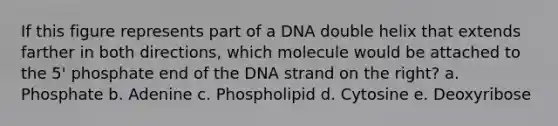 If this figure represents part of a DNA double helix that extends farther in both directions, which molecule would be attached to the 5' phosphate end of the DNA strand on the right? a. Phosphate b. Adenine c. Phospholipid d. Cytosine e. Deoxyribose