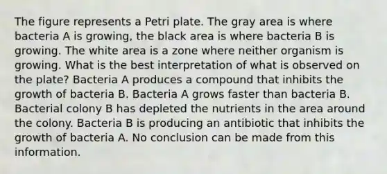 The figure represents a Petri plate. The gray area is where bacteria A is growing, the black area is where bacteria B is growing. The white area is a zone where neither organism is growing. What is the best interpretation of what is observed on the plate? Bacteria A produces a compound that inhibits the growth of bacteria B. Bacteria A grows faster than bacteria B. Bacterial colony B has depleted the nutrients in the area around the colony. Bacteria B is producing an antibiotic that inhibits the growth of bacteria A. No conclusion can be made from this information.