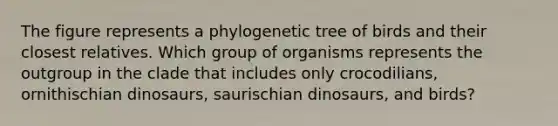 The figure represents a phylogenetic tree of birds and their closest relatives. Which group of organisms represents the outgroup in the clade that includes only crocodilians, ornithischian dinosaurs, saurischian dinosaurs, and birds?