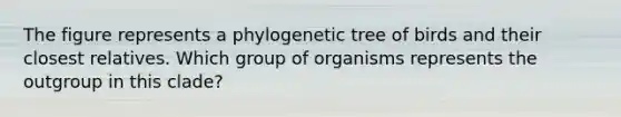 The figure represents a phylogenetic tree of birds and their closest relatives. Which group of organisms represents the outgroup in this clade?