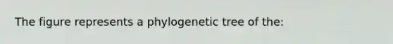 The figure represents a phylogenetic tree of the: