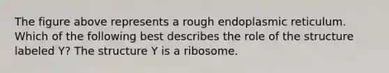 The figure above represents a rough endoplasmic reticulum. Which of the following best describes the role of the structure labeled Y? The structure Y is a ribosome.