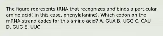 The figure represents tRNA that recognizes and binds a particular amino acid( in this case, phenylalanine). Which codon on the mRNA strand codes for this amino acid? A. GUA B. UGG C. CAU D. GUG E. UUC