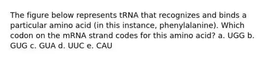 The figure below represents tRNA that recognizes and binds a particular amino acid (in this instance, phenylalanine). Which codon on the mRNA strand codes for this amino acid? a. UGG b. GUG c. GUA d. UUC e. CAU