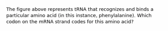 The figure above represents tRNA that recognizes and binds a particular amino acid (in this instance, phenylalanine). Which codon on the mRNA strand codes for this amino acid?