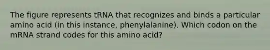 The figure represents tRNA that recognizes and binds a particular amino acid (in this instance, phenylalanine). Which codon on the mRNA strand codes for this amino acid?