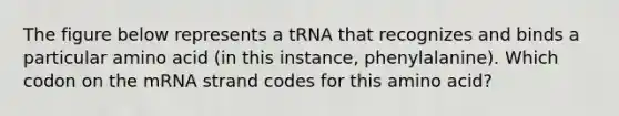 The figure below represents a tRNA that recognizes and binds a particular amino acid (in this instance, phenylalanine). Which codon on the mRNA strand codes for this amino acid?