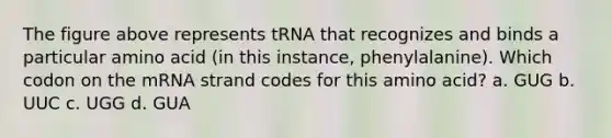 The figure above represents tRNA that recognizes and binds a particular amino acid (in this instance, phenylalanine). Which codon on the mRNA strand codes for this amino acid? a. GUG b. UUC c. UGG d. GUA