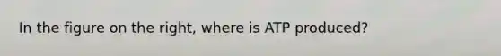 In the figure on the right, where is ATP produced?