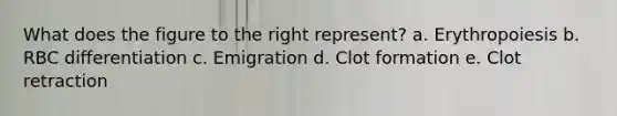 What does the figure to the right represent? a. Erythropoiesis b. RBC differentiation c. Emigration d. Clot formation e. Clot retraction
