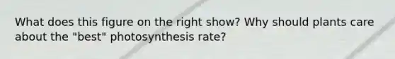 What does this figure on the right show? Why should plants care about the "best" photosynthesis rate?