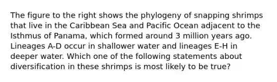 The figure to the right shows the phylogeny of snapping shrimps that live in the Caribbean Sea and Pacific Ocean adjacent to the Isthmus of Panama, which formed around 3 million years ago. Lineages A-D occur in shallower water and lineages E-H in deeper water. Which one of the following statements about diversification in these shrimps is most likely to be true?