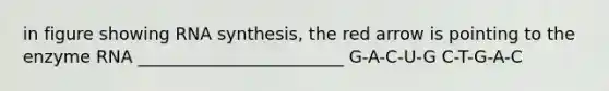 in figure showing RNA synthesis, the red arrow is pointing to the enzyme RNA ________________________ G-A-C-U-G C-T-G-A-C