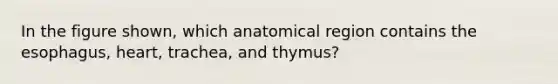 In the figure shown, which anatomical region contains the esophagus, heart, trachea, and thymus?