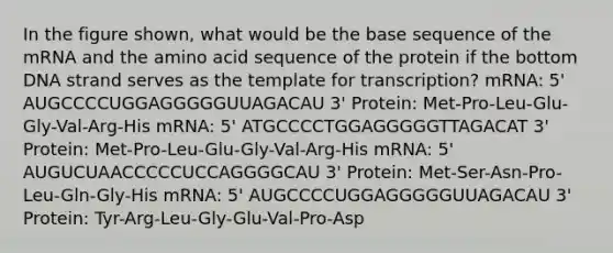 In the figure shown, what would be the base sequence of the mRNA and the amino acid sequence of the protein if the bottom DNA strand serves as the template for transcription? mRNA: 5' AUGCCCCUGGAGGGGGUUAGACAU 3' Protein: Met-Pro-Leu-Glu-Gly-Val-Arg-His mRNA: 5' ATGCCCCTGGAGGGGGTTAGACAT 3' Protein: Met-Pro-Leu-Glu-Gly-Val-Arg-His mRNA: 5' AUGUCUAACCCCCUCCAGGGGCAU 3' Protein: Met-Ser-Asn-Pro-Leu-Gln-Gly-His mRNA: 5' AUGCCCCUGGAGGGGGUUAGACAU 3' Protein: Tyr-Arg-Leu-Gly-Glu-Val-Pro-Asp