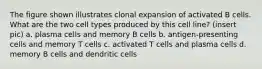 The figure shown illustrates clonal expansion of activated B cells. What are the two cell types produced by this cell line? (insert pic) a. plasma cells and memory B cells b. antigen-presenting cells and memory T cells c. activated T cells and plasma cells d. memory B cells and dendritic cells