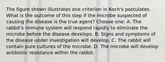 The figure shown illustrates one criterion in Koch's postulates. What is the outcome of this step if the microbe suspected of causing the disease is the true agent? Choose one: A. The rabbit's immune system will respond rapidly to eliminate the microbe before the disease develops. B. Signs and symptoms of the disease under investigation will develop. C. The rabbit will contain pure cultures of the microbe. D. The microbe will develop antibiotic resistance within the rabbit.