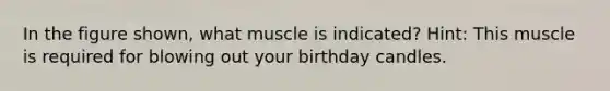 In the figure shown, what muscle is indicated? Hint: This muscle is required for blowing out your birthday candles.