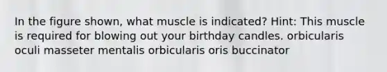 In the figure shown, what muscle is indicated? Hint: This muscle is required for blowing out your birthday candles. orbicularis oculi masseter mentalis orbicularis oris buccinator