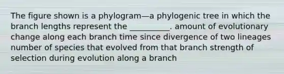 The figure shown is a phylogram—a phylogenic tree in which the branch lengths represent the __________. amount of evolutionary change along each branch time since divergence of two lineages number of species that evolved from that branch strength of selection during evolution along a branch