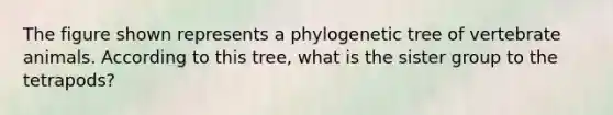 The figure shown represents a phylogenetic tree of vertebrate animals. According to this tree, what is the sister group to the tetrapods?