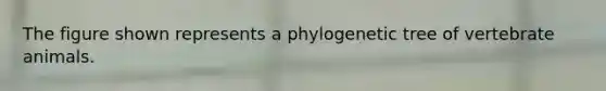 The figure shown represents a phylogenetic tree of vertebrate animals.