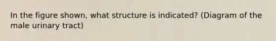 In the figure shown, what structure is indicated? (Diagram of the male urinary tract)