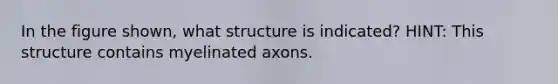 In the figure shown, what structure is indicated? HINT: This structure contains myelinated axons.