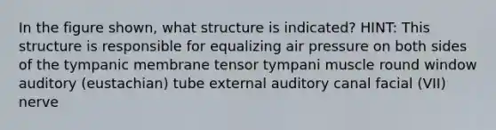 In the figure shown, what structure is indicated? HINT: This structure is responsible for equalizing air pressure on both sides of the tympanic membrane tensor tympani muscle round window auditory (eustachian) tube external auditory canal facial (VII) nerve