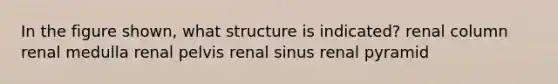 In the figure shown, what structure is indicated? renal column renal medulla renal pelvis renal sinus renal pyramid