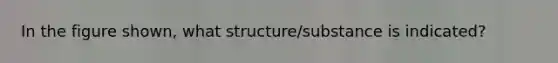 In the figure shown, what structure/substance is indicated?