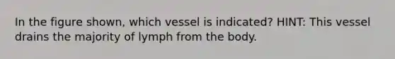 In the figure shown, which vessel is indicated? HINT: This vessel drains the majority of lymph from the body.