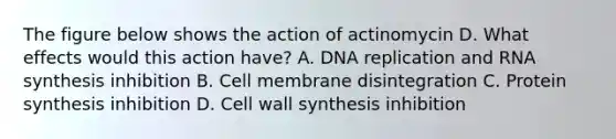 The figure below shows the action of actinomycin D. What effects would this action have? A. DNA replication and RNA synthesis inhibition B. Cell membrane disintegration C. Protein synthesis inhibition D. Cell wall synthesis inhibition