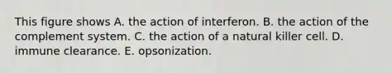 This figure shows A. the action of interferon. B. the action of the complement system. C. the action of a natural killer cell. D. immune clearance. E. opsonization.