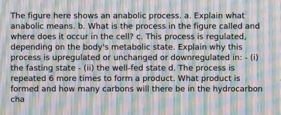 The figure here shows an anabolic process. a. Explain what anabolic means. b. What is the process in the figure called and where does it occur in the cell? c. This process is regulated, depending on the body's metabolic state. Explain why this process is upregulated or unchanged or downregulated in: - (i) the fasting state - (ii) the well-fed state d. The process is repeated 6 more times to form a product. What product is formed and how many carbons will there be in the hydrocarbon cha