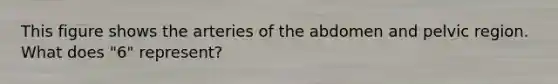 This figure shows the arteries of the abdomen and pelvic region. What does "6" represent?
