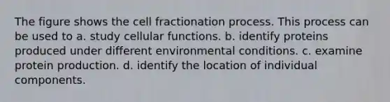 The figure shows the cell fractionation process. This process can be used to a. study cellular functions. b. identify proteins produced under different environmental conditions. c. examine protein production. d. identify the location of individual components.