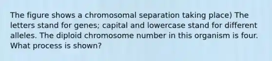 The figure shows a chromosomal separation taking place) The letters stand for genes; capital and lowercase stand for different alleles. The diploid chromosome number in this organism is four. What process is shown?